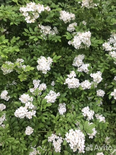 Шиповник многоцветковый