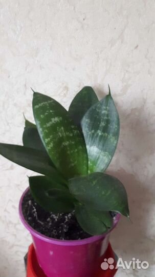 Комнатные цветы