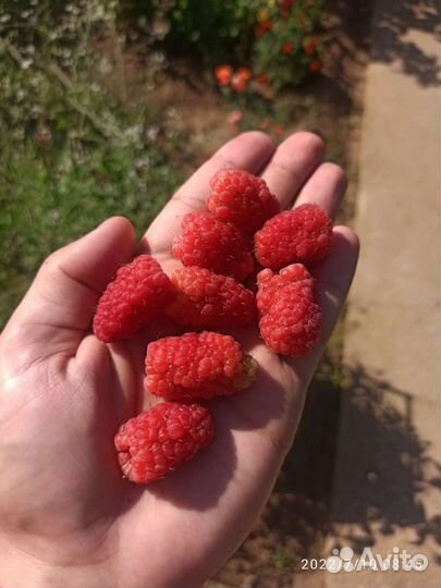 Малина, малина дерево саженцы