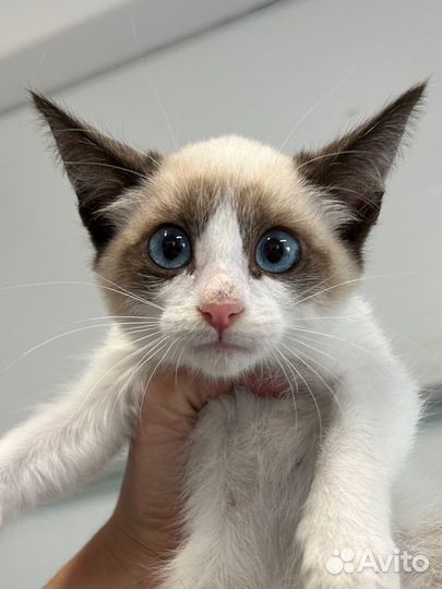 Котенок девочка в квартиру
