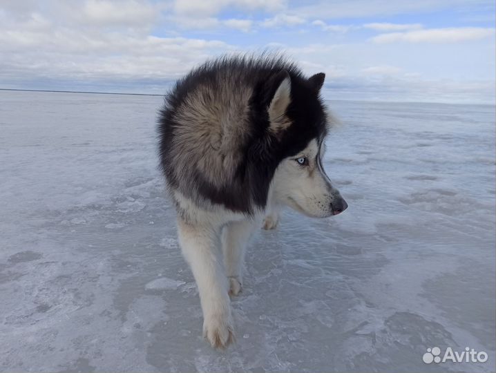 Отдам хаски в хорошие руки