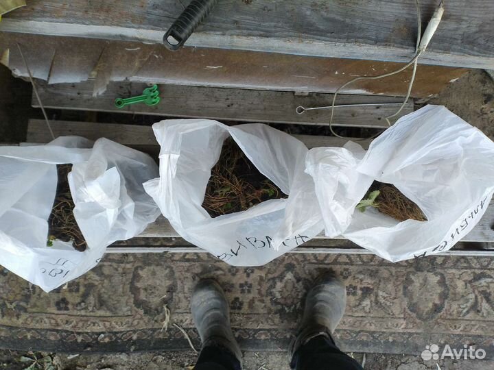 Рассада клубники