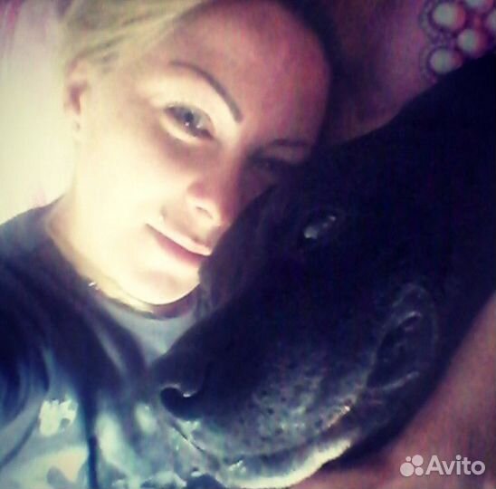 Передержка собак