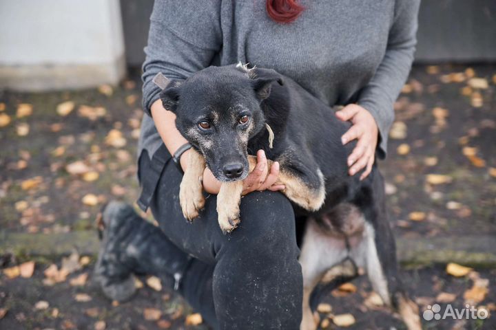В добрые руки особенная собака Лама