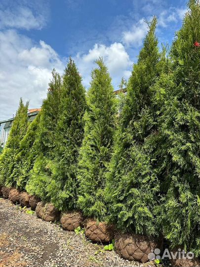 Туя Смарагд