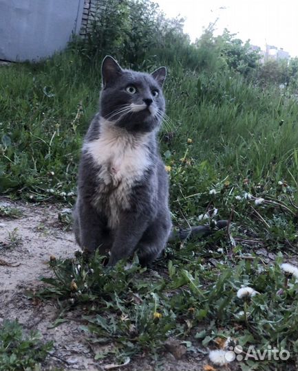 Кошка в дар бесплатно