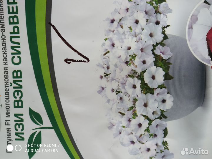 Цветы петунии рассада