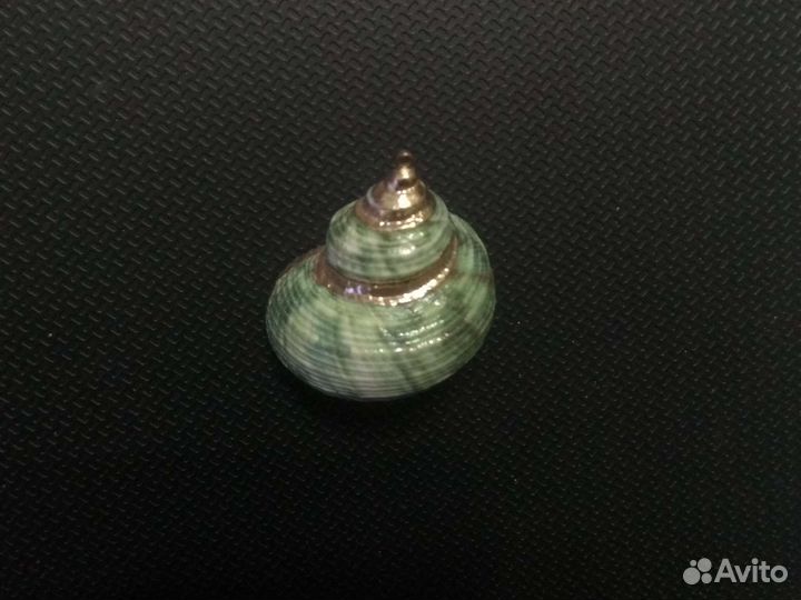 Ракушки Турбо интеркосталис Арка пеанут