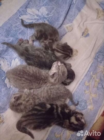 Шотландский кот вязка