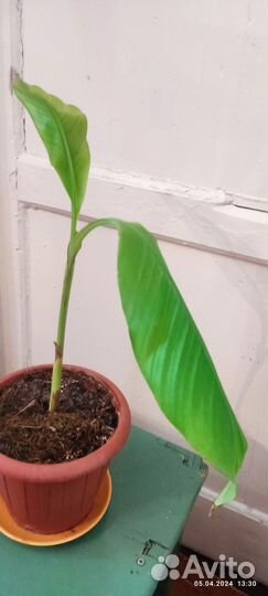 Банановая пальма