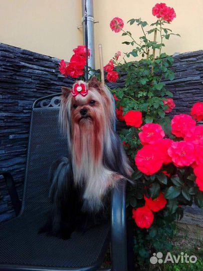 Мальчик из питомника Stribrne Prani приглашает дам