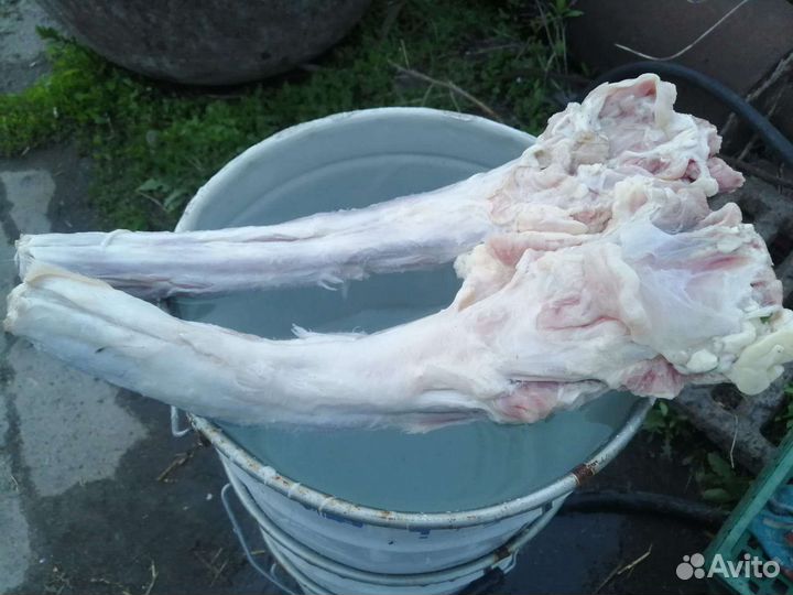 Мясо и кости для собак