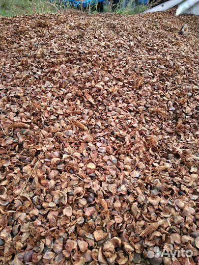 Мульча,отлет,бус (шелуха) от кедровой шишки, тунга