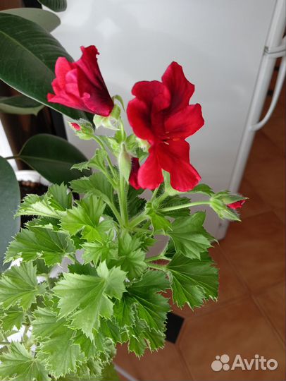 Королевская пеларгония