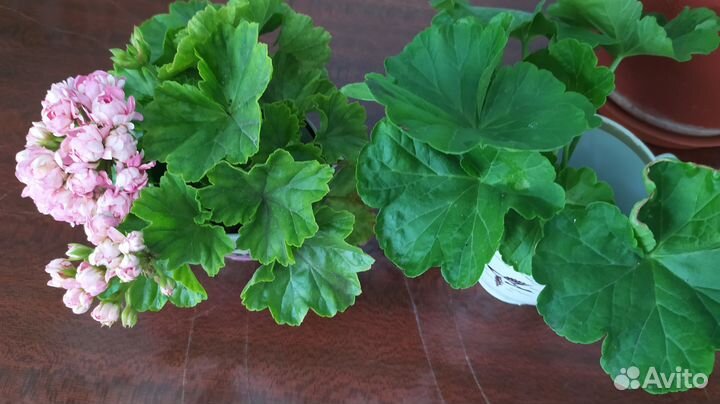 Комнатные цветы