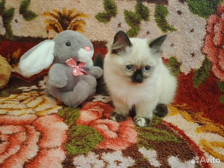 Невская Маскарадная кошечка