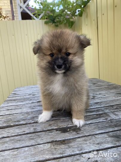 Щенки шпица в добрые руки