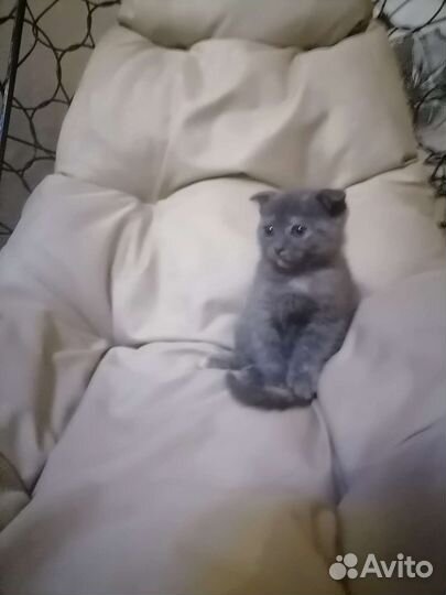 Шотландская девочка