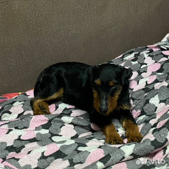 Немецкий ягдтерьер