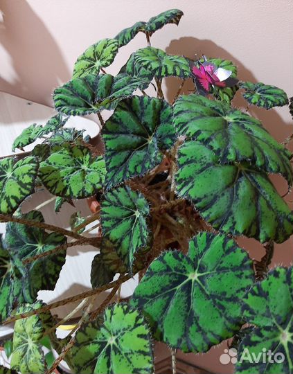 Бегонии сортовые