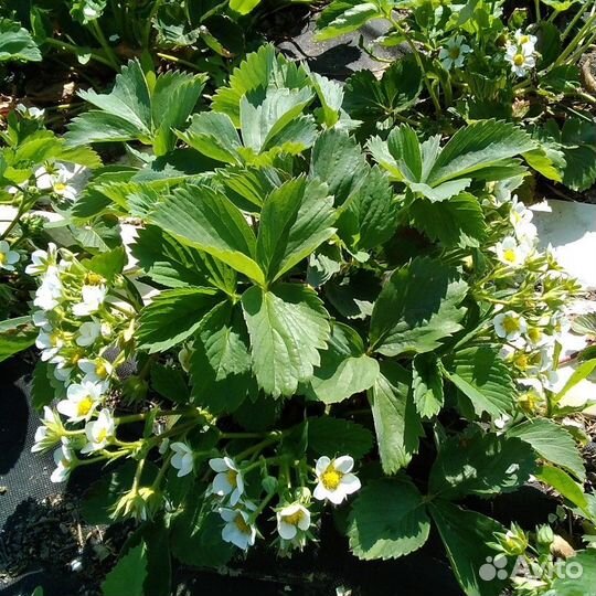 Клубника Чёрный принц, Азия саженцы