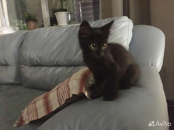 Отдам котенка в добрые руки