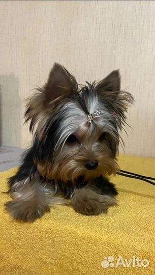 Йоркширский терьер