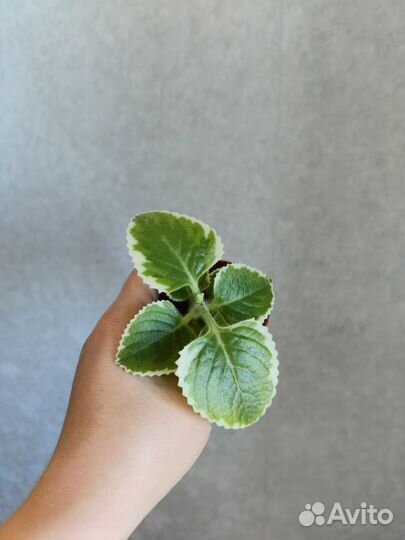 Плектрантус (комнатная мята)