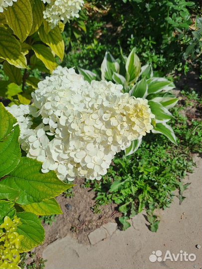 Гортензия саженцы метельчатая