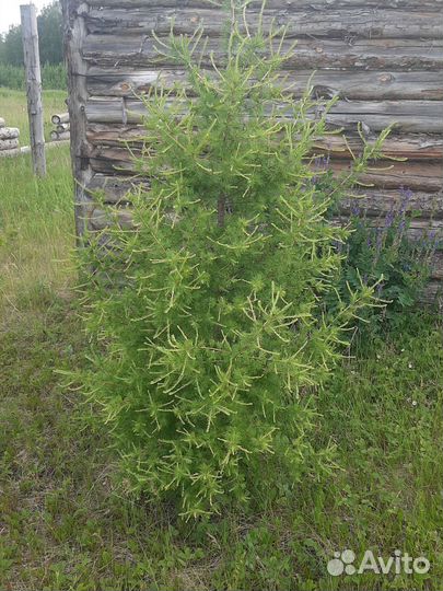 Лиственница