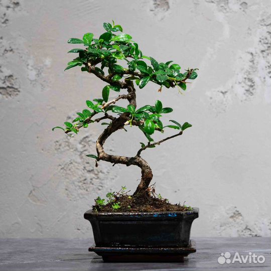 Дерево Бонсай- Кармона, цветущее дерево 12 лет