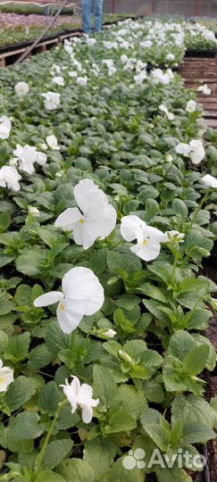 Рассада виола