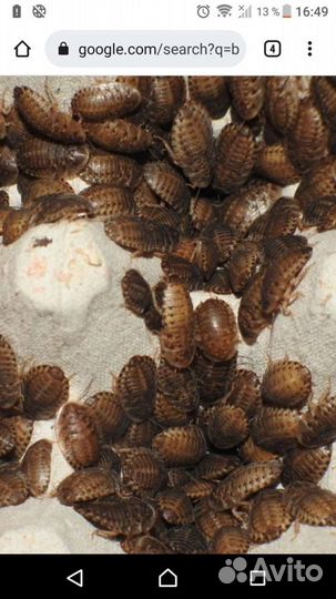 Аргентинский таракан Blaptica dubia