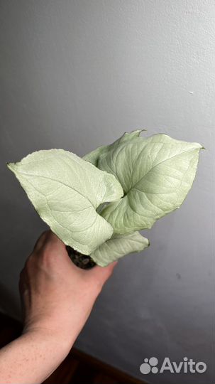 Сортовые сингониумы, обновленно 6 июля