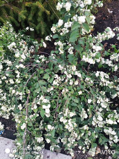 Георгины клубни