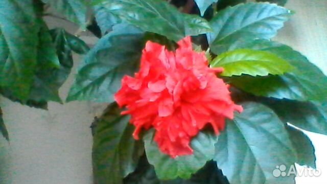 Гибискус (китайский розан), отростки (черенки)