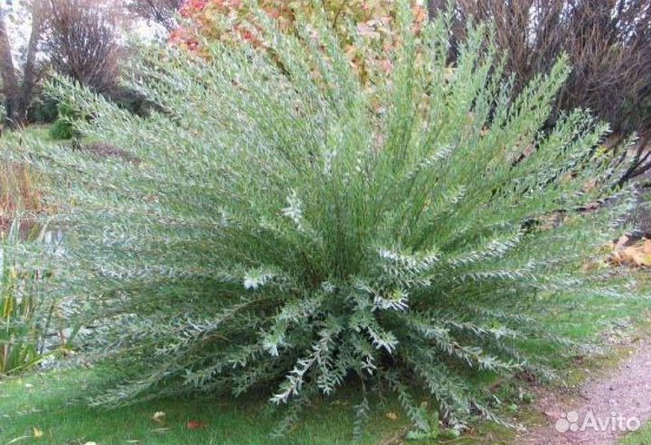 Ива маяк (фейерверк)