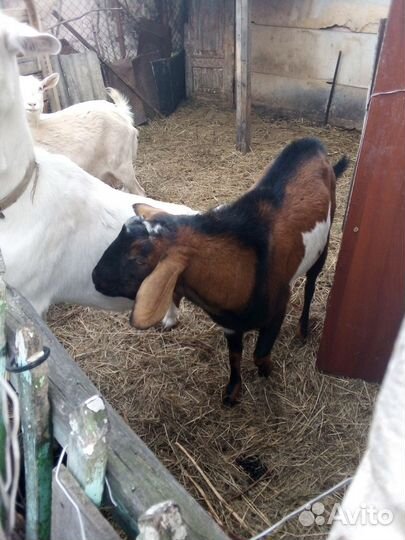 Козочки козы