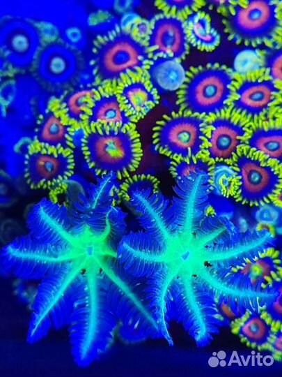 Морские рыбки