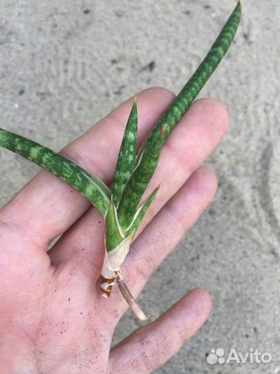 Сансевиерия 4 Масониана
