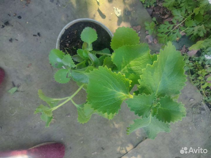 Японская мята. Рассада