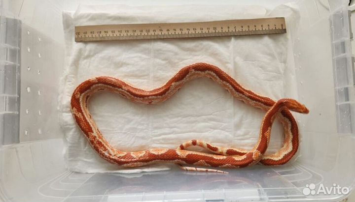 Маисовый полоз + террариум в подарок