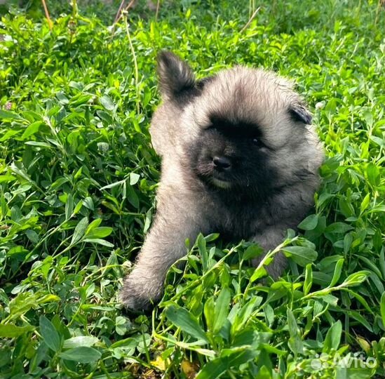 Пушистое счастье - щенок кеесхонда