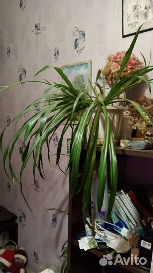 Хлорофитум