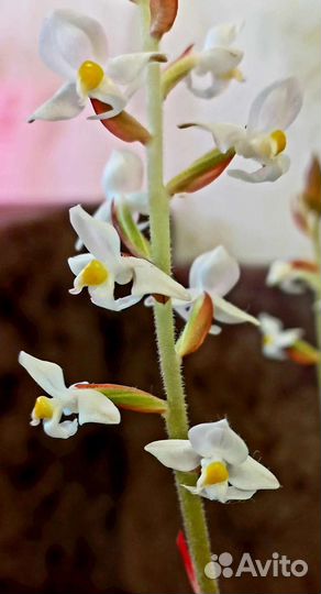 Драгоценная орхидея (Лудизия)