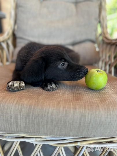 Малыш в добрые руки