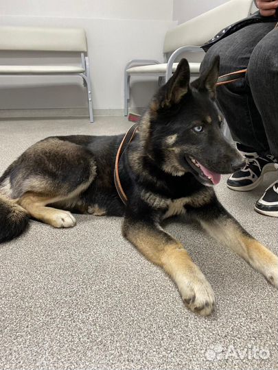 Восточноевропейская овчарка