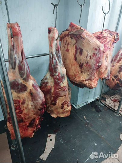 Мясо Конина халалный