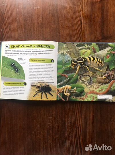 Насекомые и другие маленькие животные