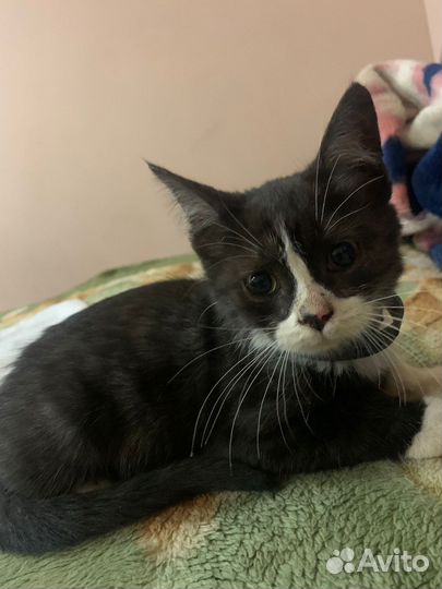 Котята бесплатно